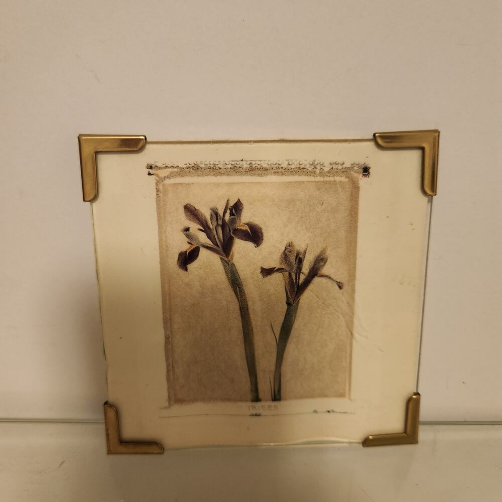 Vintage 4x4 framed Iris Botanical Picture